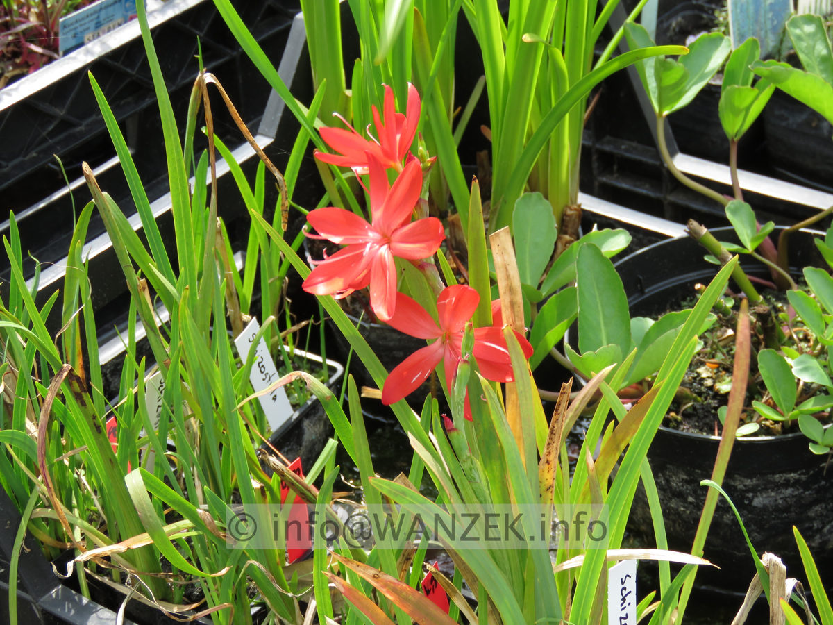 Schizostylis coccinea Mrs. Hegarty 01.JPG